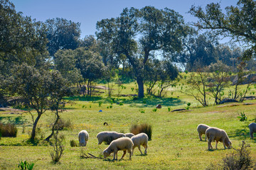 Naklejka na ściany i meble Sheep with their lambs grazing in the meadows of Extremadura, Spain