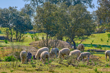 Obraz premium Sheep with their lambs grazing in the meadows of Extremadura, Spain