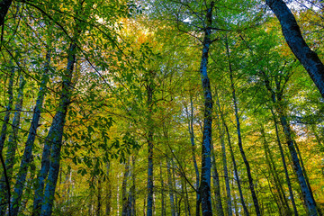 Obraz premium autumn