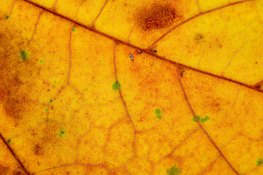 Foliage Pattern. Tropical Leaf Abstract Texture. Nature Save Con