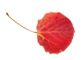 Multicolored asp leaf on white background, isolated, close up