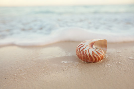 Nautilus Sea Shell On Hot Sand Beach