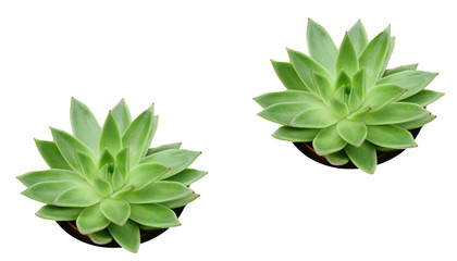 succulente verte , plante grasse sur fond blanc