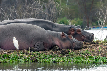 Two Hippopotamus sleeping on river bank in lake, naivasha/nakuru in africa. Wildlife, relaxing and funny concept.