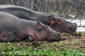 Hippopotamus  couple relaxing on river bank in kenya, africa. Wild animals, funny and cute moment concept.