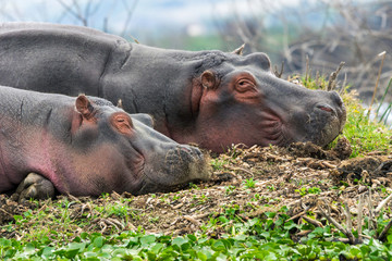 Two wild hippos are relaxing on bank in kenya. Wildlife and safari moment concept.