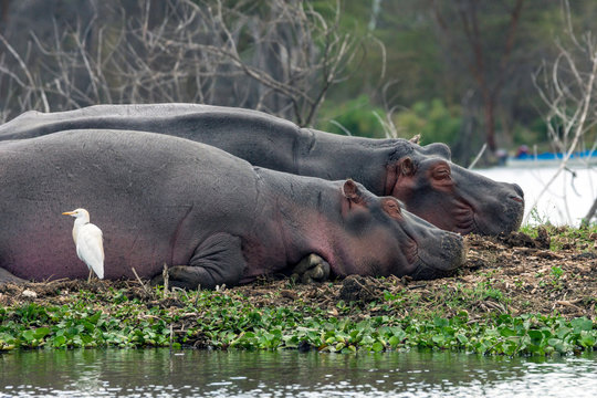 Two Hippopotamus sleeping on river bank in lake, naivasha/nakuru in africa. Wildlife, relaxing and funny concept.