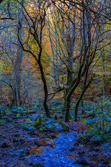 Fototapeta premium autumn