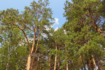 Tall beautiful pine trees. View from the bottom up. Background. Scenery.