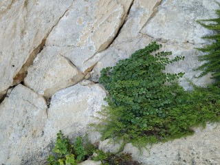 old limestone defensive walls, masonry