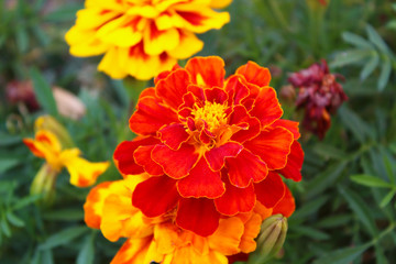 Marigold flowers. Close-up. Background. Scenery.