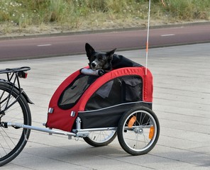 A black dog in a bike trailer.