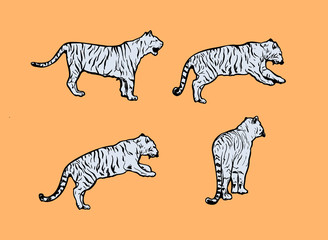 tigers wild cat vector set. Light Blue Bengal Tiger Animals Icons for Print or Tattoo Design. Hand-drawn Freehand Zoo Illustration. Art Drawing of Isolated Circus Animal