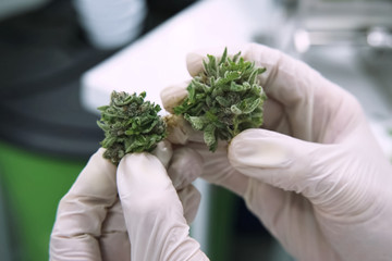 Naklejka na ściany i meble tips of cannabis inflorescences in cannabis in the hands of a laboratory assistant. Marijuana in the hand.