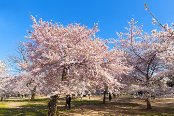 Cherry trees during peak of flourishing season in Washington DC, USA. Tourists under blossoming trees in a park with near Tidal Basin reservoir in US capital city.