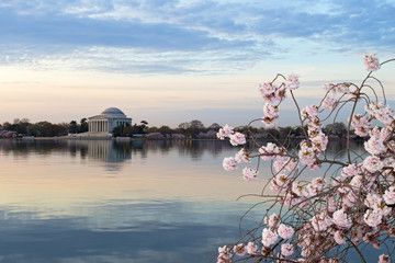 A close-up cherry branch with flower at |Tidal Basin reservoir in Washington DC, USA. Thomas Jefferson Memorial before sunrise in spring during cherry blossom.