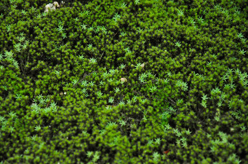 Fototapeta na wymiar Photo of green moss for use as a background image