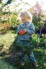 Cute little girl child picking ripe organic red apples in the Apple Orchard in autumn. Healthy nutrition. Harvest Concept, Apple picking.
