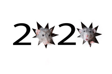 The number 2020 is made of numbers and stars-mink from which rats peep. White isolated background. The rat is a symbol of 2020. Conceptual photo. Chinese New Year.