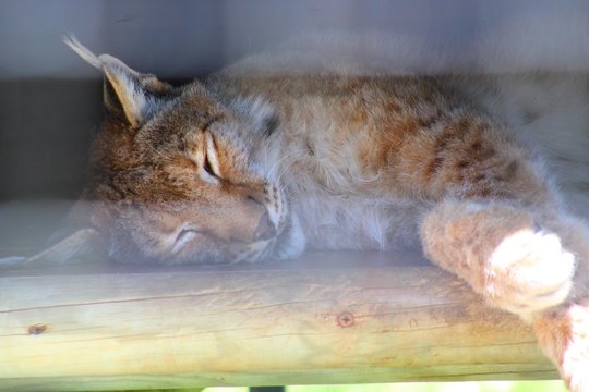 Lynx dans son enclos au zoo