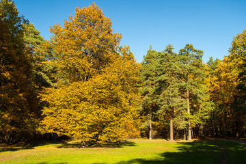 Autumn Landscape With Trees In Park.