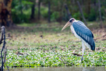 Closeup wildlife portrait of marabou stork in lake naivasha, kenya, africa.