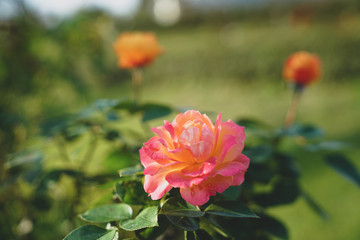 Pink and Orange Rose