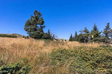 Obraz premium Autumn landscape of Vitosha Mountain, Bulgaria