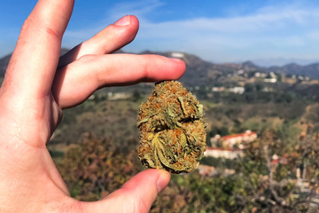 Pressed dried cannabis. A clump of dried marijuana in hand in th