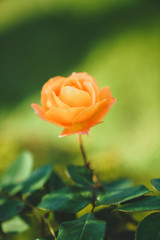 Fototapeta premium Orange Rose
