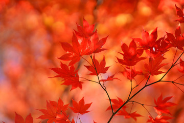 紅葉