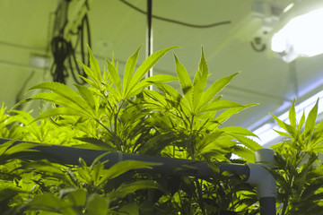 Cannabis leaves and stems are grown hydroponically in garden. Beds of hemp, marijuana in a legal garden.