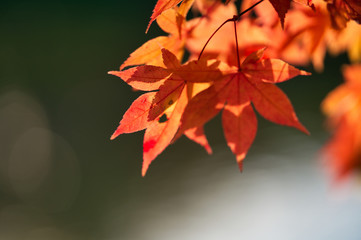 紅葉