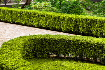 boxwood bushes groomed in a park with landscaping and a pedestrian walkway.