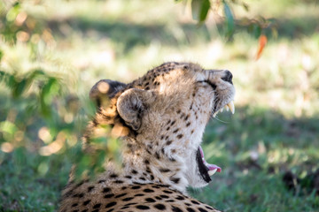 Beautiful closeup wildlife portrait of cheetah resting in the shadows in masai mara, kenya, africa. Safari and wild animal concept.