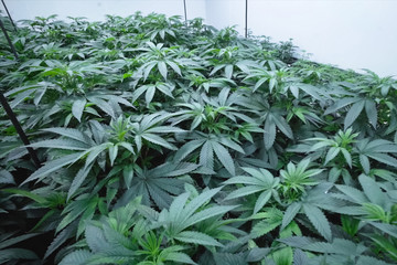 Cannabis leaves and stems are grown hydroponically in garden. Beds of hemp, marijuana in a legal garden.
