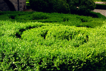 boxwood growing in a spiral circle lit by sunlight, close up plant in the park.