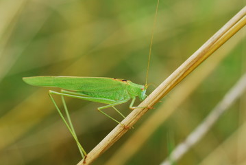 grasshopper on the blade of grass