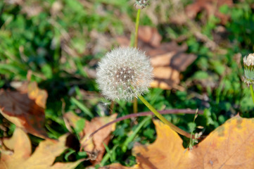 Fluffy dandelion in autumn on green grass with yellow fallen leaves close-up