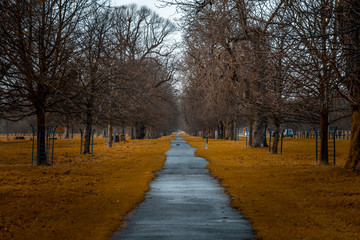 Perspective view of a park pathway where people trek and run, with irregular path shaped by strange dry grass and surrounded by leafless trees in winter. Concept of tranquility and desolation.