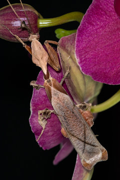 The Ghost mantis Phyllocrania paradoxa lurks on Orchid flowers, a vertical image with a dark background and purple flowers. In the photo the male.