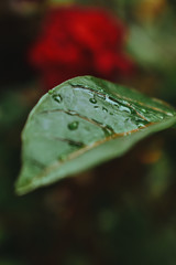 Hoja de Cafè
