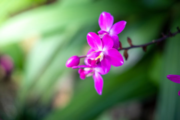The background image of the colorful flowers