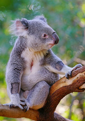 A koala on a gum tree in Australia