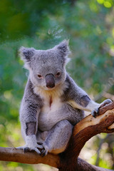 A koala on a gum tree in Australia