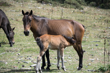 Young foal breastfeeding her mother