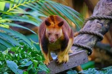 Obraz premium View of a red Tree Kangaroo on a tree branch in Australia
