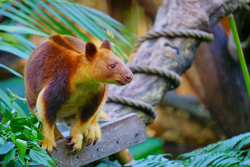 View of a red Tree Kangaroo on a tree branch in Australia
