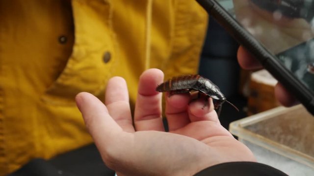 Take pictures with cockroach. Black smartphone in hand. Unusual pet concept