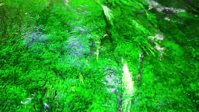 【長野県】上高地　清水川の清流